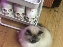 -剧狐剧本杀·月球探案馆(人民广场1号店)