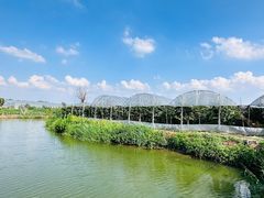 -马陆小张葡萄园农家乐