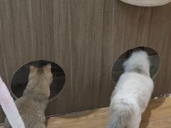 -COLOR PETS 撸猫馆·购猫·猫咖(长风大悦城店)