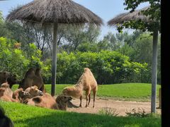 -北京野生动物园