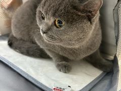 -宠颐生猫科·内科皮肤科(西平世纪城店)