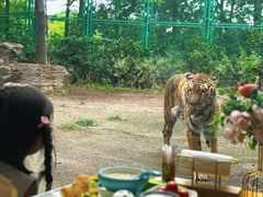-上海野生动物园老虎餐厅