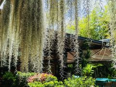 -槟城街头艺术街区