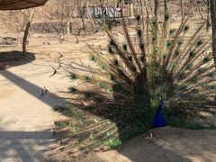 -石家庄市动物园