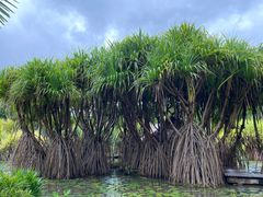 -中国科学院西双版纳热带植物园