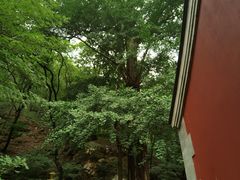 -北京上方山国家森林公园