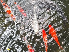 -丽泽山庄·生态怀柔菜·虹鳟鱼(红螺寺店)