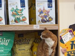 -四月宠物医院·猫专科·心脏专科·内科(转塘店)