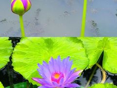 -云溪植物园