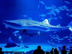 -烟台海昌鲸鲨海洋公园