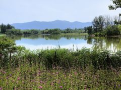 -翠湖国家城市湿地公园