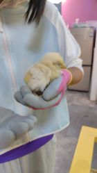 点击看大图 -神奇动物撸宠馆·羊驼·小浣熊·异宠(豫园店)