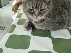 -猫小院猫主题餐厅(南锣旗舰店)