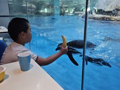 -帝企鹅自助餐厅•儿童岛•真企鹅(长隆企鹅酒店)