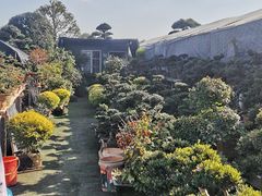 -龙大花卉苗木市场