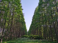 -黄海国家森林公园