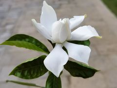 -巡塘古镇