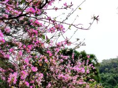 -梧桐山风景名胜区