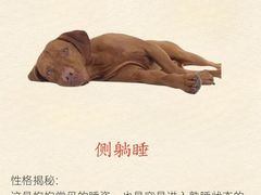 -北京派仕佳德动物医院·超导核磁·CT·神经科·骨科·内外科·急重症管理中心