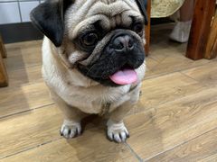 -猪脑壳凉面(武陵源店)