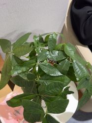 -南京美莱医疗美容·旗舰店
