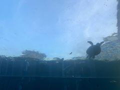 -海棠湾洲际-涛·海底餐厅·美人鱼·自助餐·海底隧道
