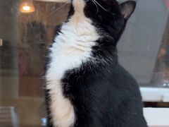 -是阿柴呀！柴犬咖啡·爱喵喵猫咖