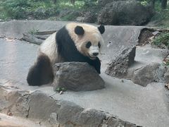 -都江堰中华大熊猫苑