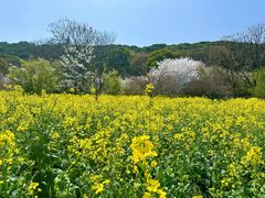 -苏州上方山国家森林公园