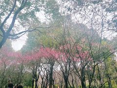 -贡湖湾湿地公园
