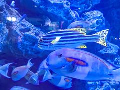 -成都浩海立方海洋公园