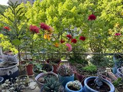 -龙大花卉苗木市场