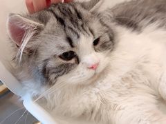 -飞行喵MR PILOT|猫舍·猫咖(静安大融城店)