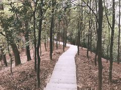 -中山市树木园