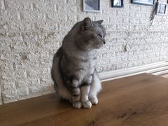 -平行世界·猫咖(首经贸店)