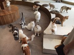 -飞行喵MR PILOT|猫舍·猫咖(静安大融城店)