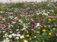 -桤木河湿地公园