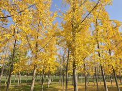 -汉长安城未央宫国家考古遗址公园