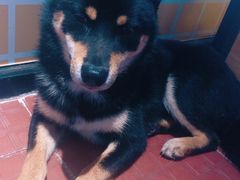 -柴犬高等学院·狗咖·柴犬售卖·宠物训练