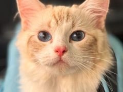 -唐小姐の私宠·宠物洗护美容·撸猫馆·购宠(周浦万达旗舰店)