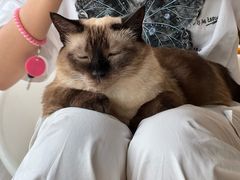 -藏猫猫咖啡主题馆(中央大道店)