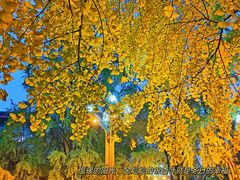 -四川大学(华西校区)