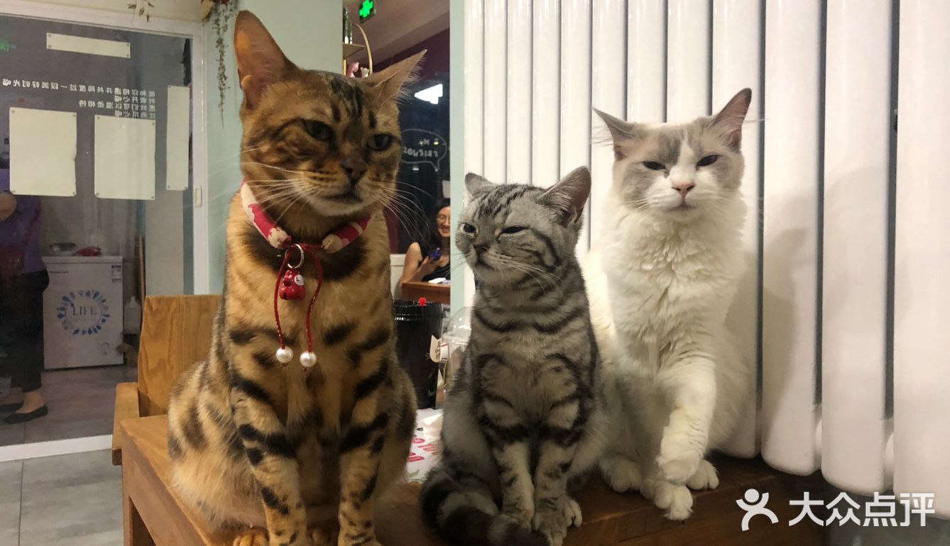 猫猫比以前更多了，鸡块还是老味道