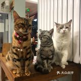 猫猫比以前更多了，鸡块还是老味道