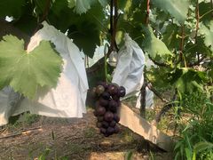 -美家乐农庄·露营·团建(大治路店)