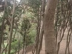 -瑶湖郊野森林公园