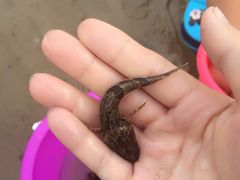 -北戴河东海水浴场