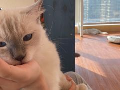 -More Fun猫咖 二十只万元加菲主题