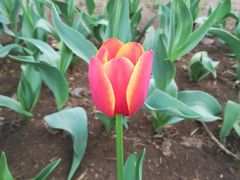 -长春公园(普阳街道)