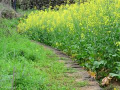 -桑洲油菜花景区
